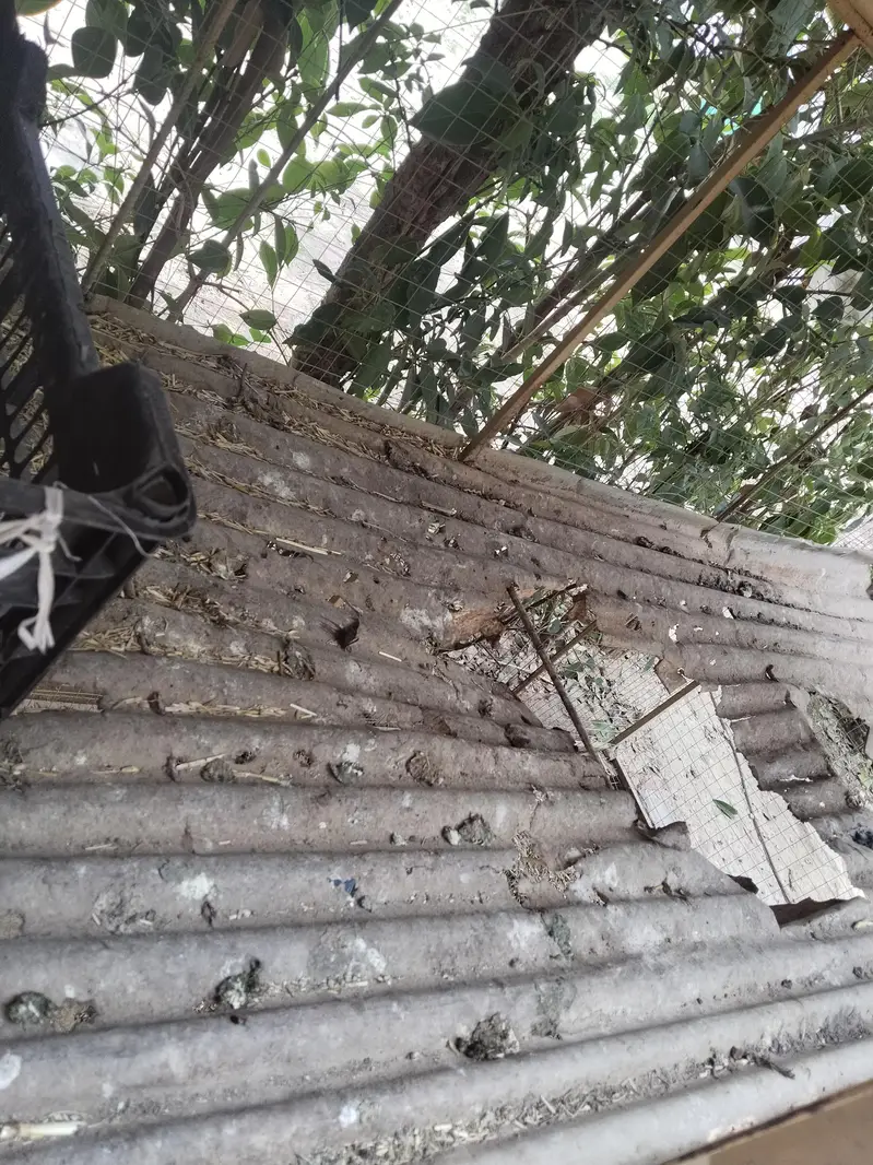 2 Portion Chicken Cage / Murghi Ka Pinjra – Used — photo 2