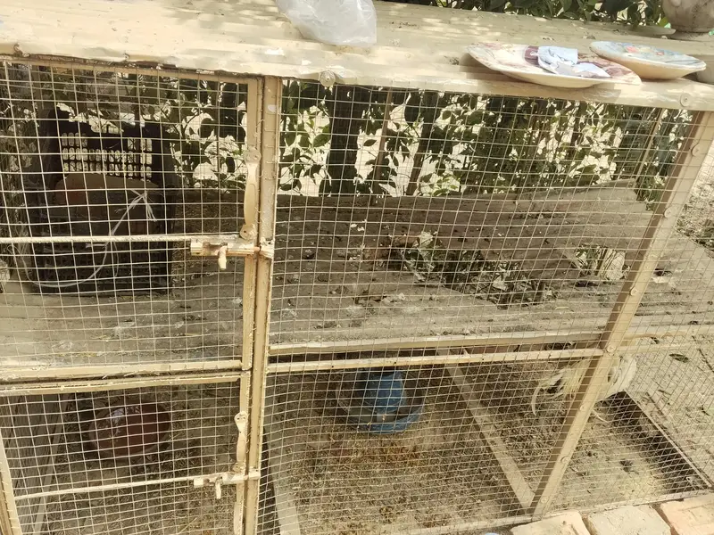 2 Portion Chicken Cage / Murghi Ka Pinjra – Used — photo 3