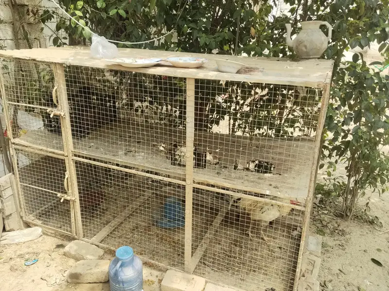 2 Portion Chicken Cage / Murghi Ka Pinjra – Used — photo 5