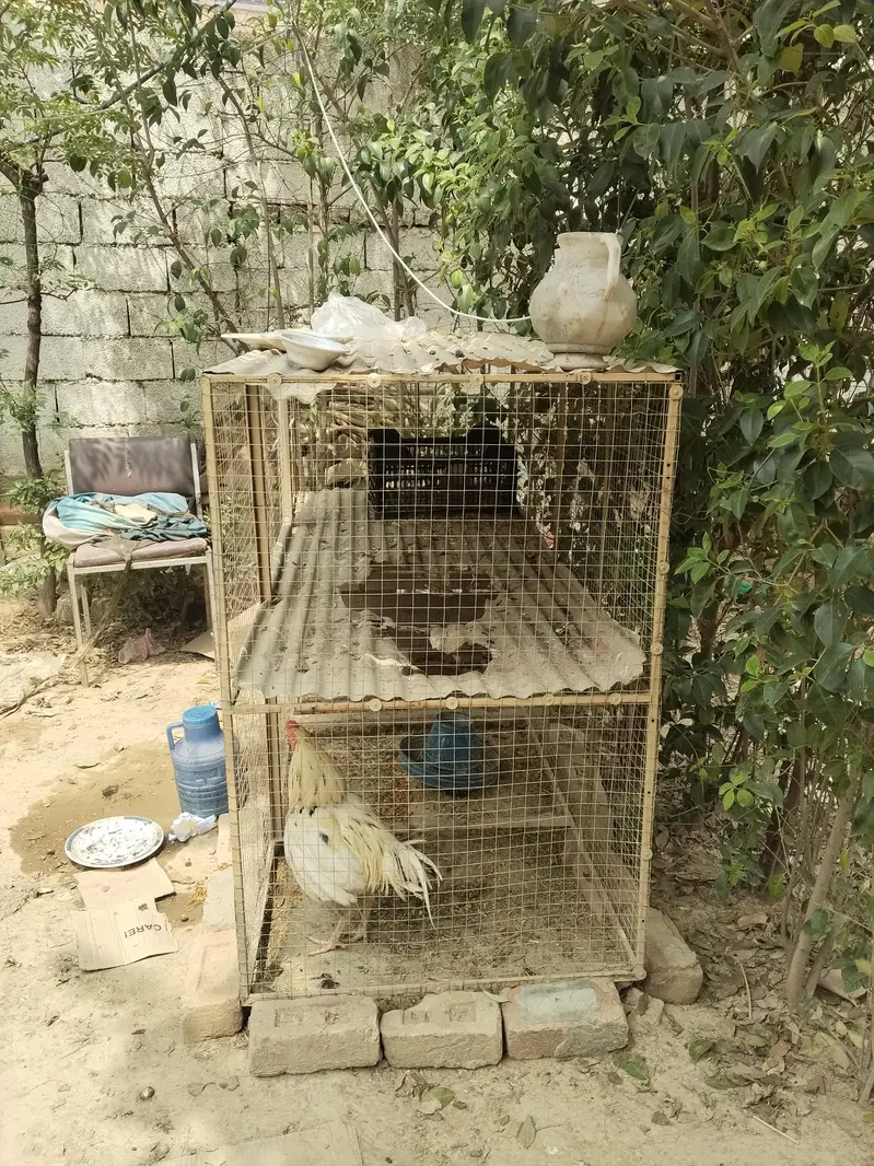 2 Portion Chicken Cage / Murghi Ka Pinjra – Used — photo 6