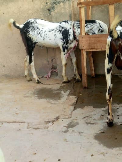 desi bakra