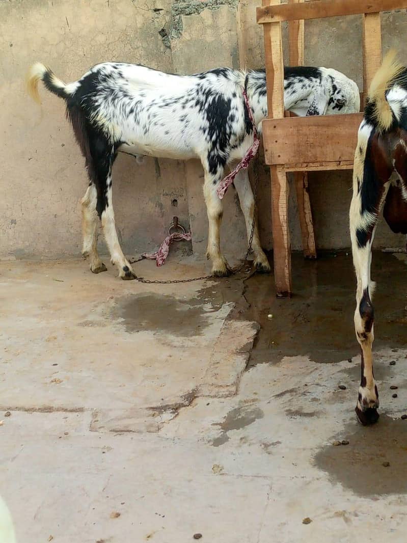 desi bakra 0