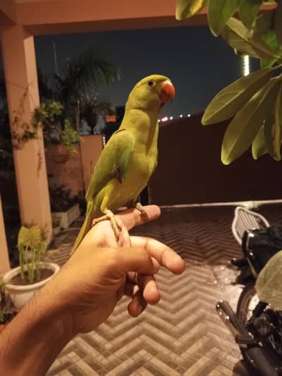 Green Ringnack parrot patha fully hand tamed zero bite
