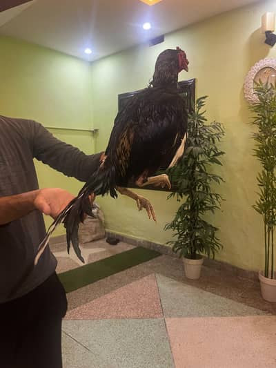 High quality aseel breeder mushka sawa