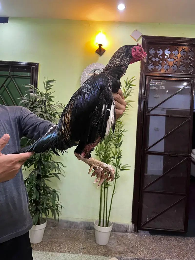 High quality aseel breeder mushka sawa — photo 3