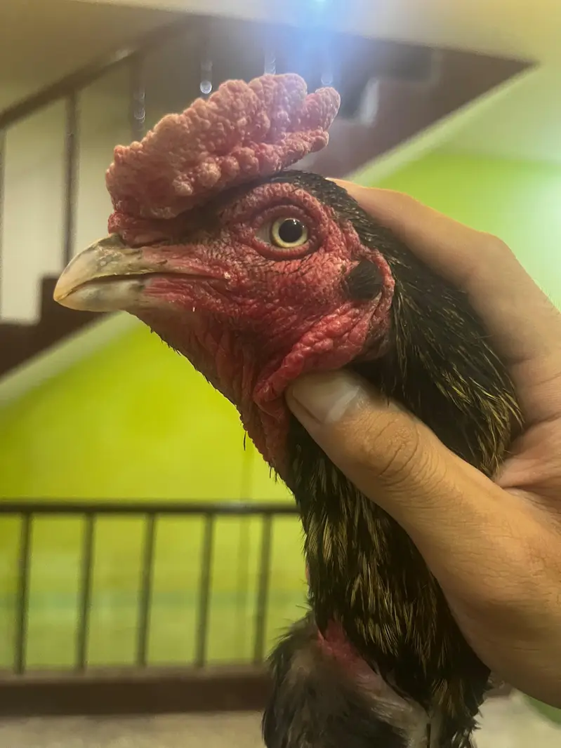 High quality aseel breeder mushka sawa — photo 4