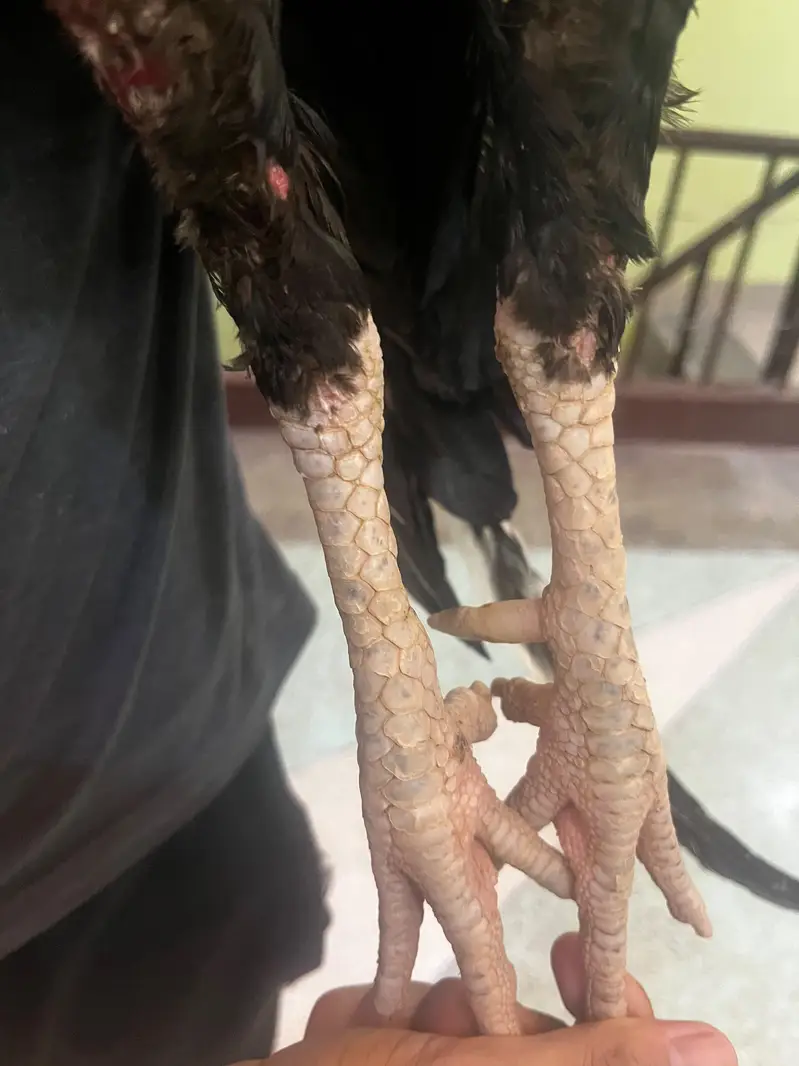 High quality aseel breeder mushka sawa — photo 5