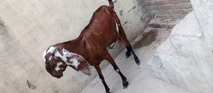 nagri beetal goat