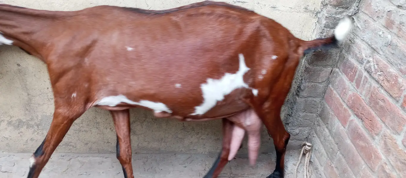 nagri beetal goat — photo 2