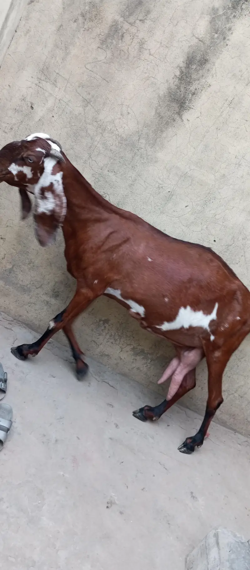 nagri beetal goat — photo 3