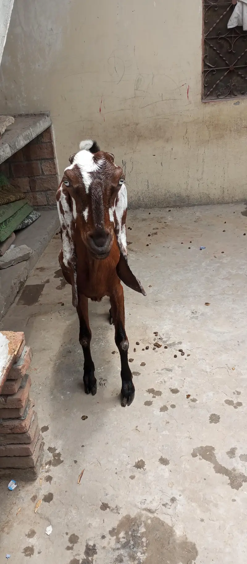 nagri beetal goat — photo 4