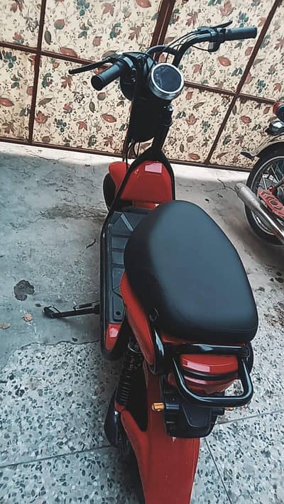 red scotty
