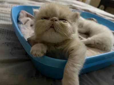 piki punch Persian female kitten