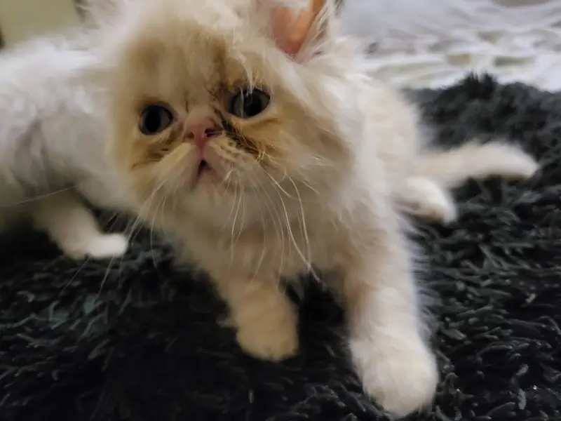 piki punch Persian female kitten — photo 2