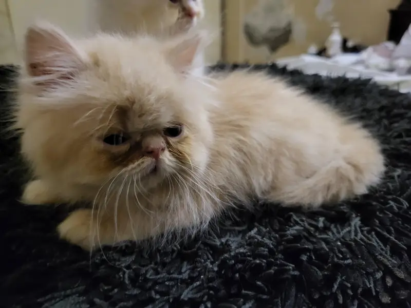 piki punch Persian female kitten — photo 3