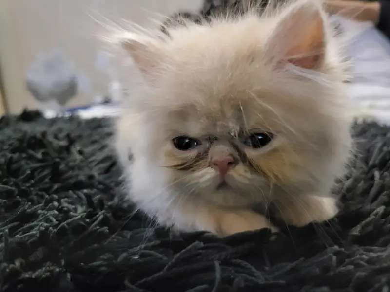 piki punch Persian female kitten — photo 4