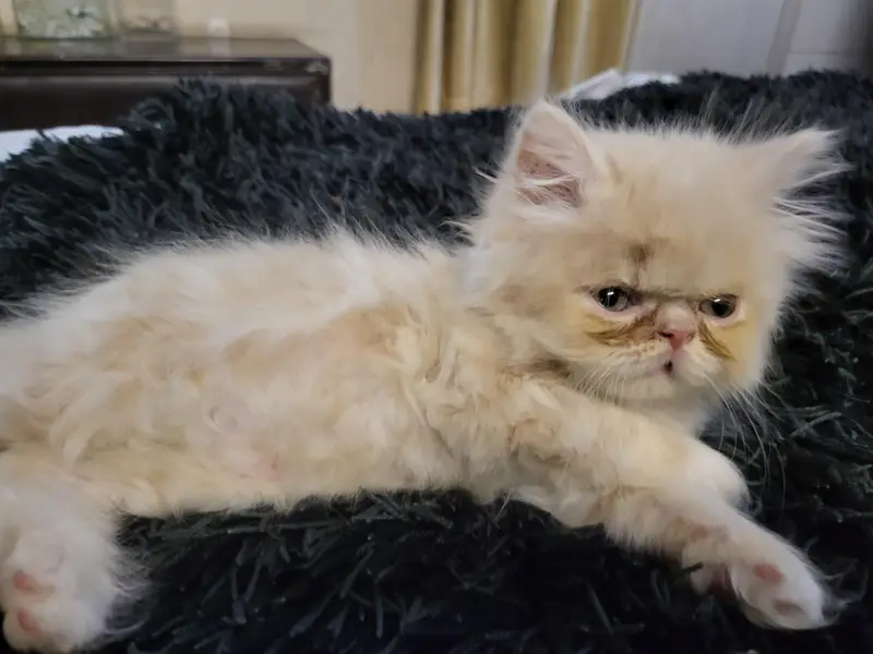 piki punch Persian female kitten — photo 5