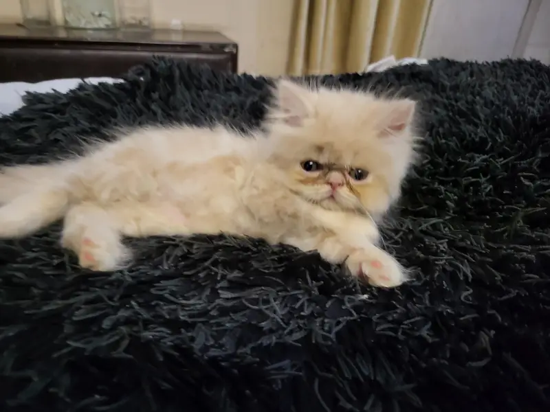 piki punch Persian female kitten — photo 6