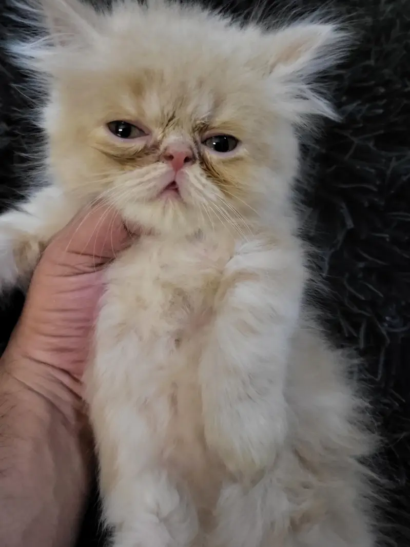 piki punch Persian female kitten — photo 7