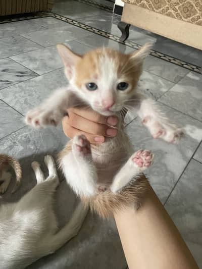 White cat with 4 kittens