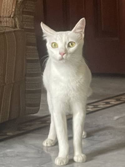 White female cat 8 months old