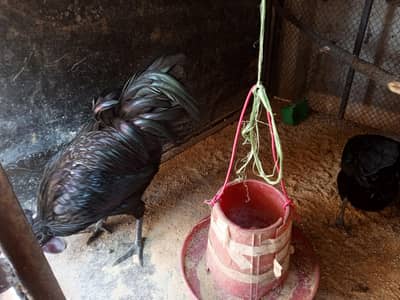 ayam cemani pair