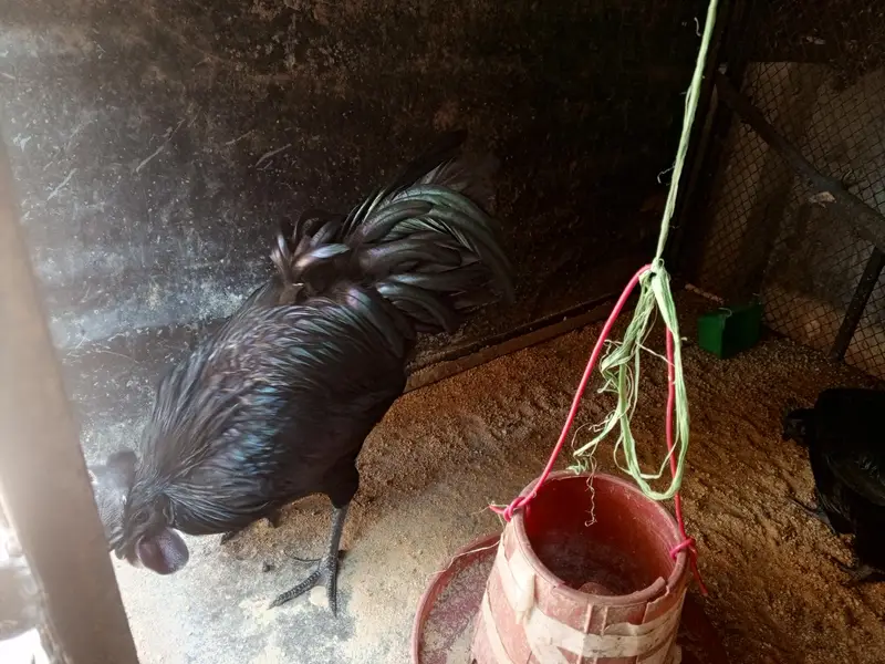 ayam cemani pair — photo 3