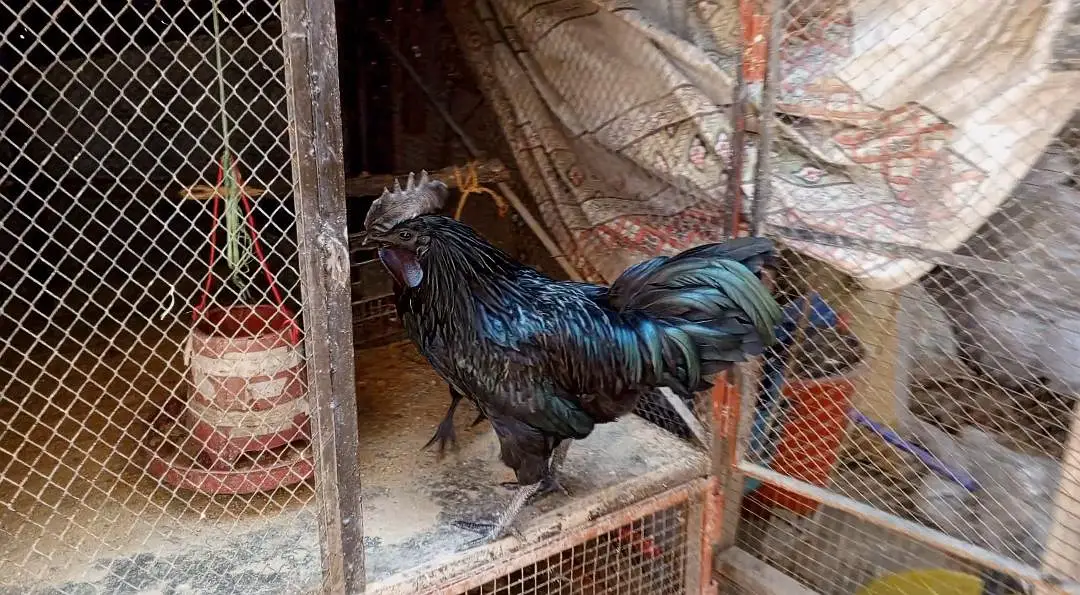 ayam cemani pair — photo 4