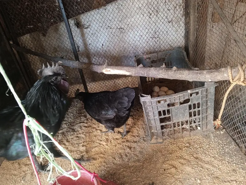 ayam cemani pair — photo 5