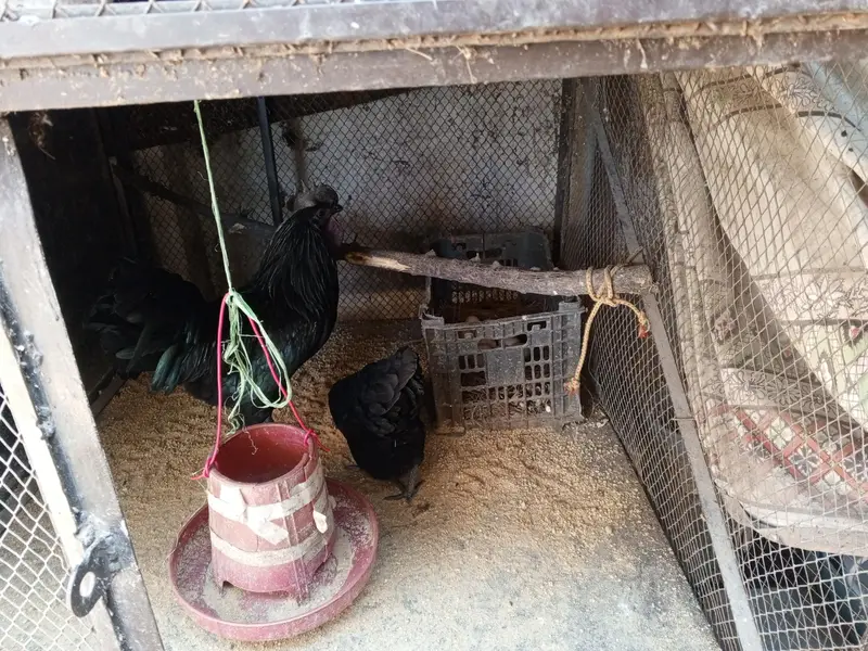 ayam cemani pair — photo 6