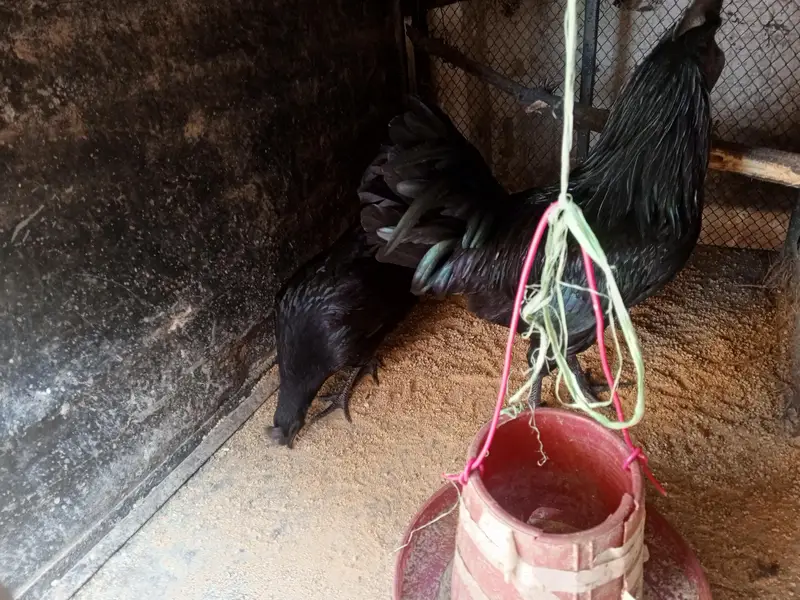 ayam cemani pair — photo 7