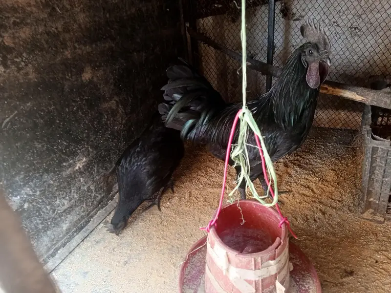 ayam cemani pair — photo 8