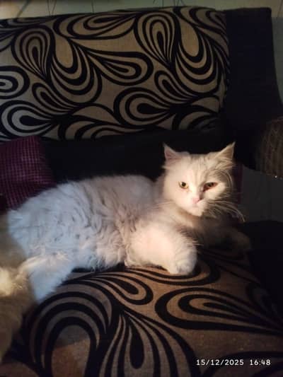 full furry persion male cat