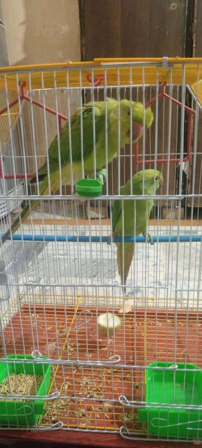 parrots birds for sale
