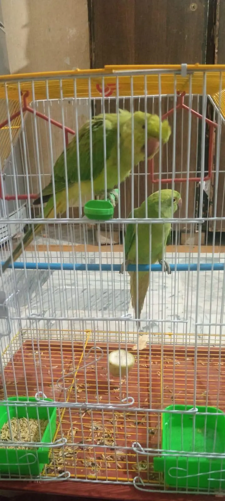 parrots birds for sale