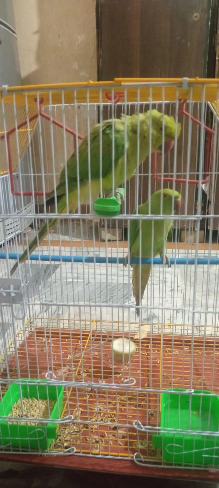 parrots birds for sale — photo 2