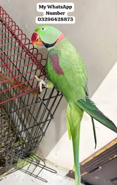 Kashmir Raw Paroot 8month age for sale