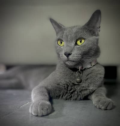 Russian blue cat friendly