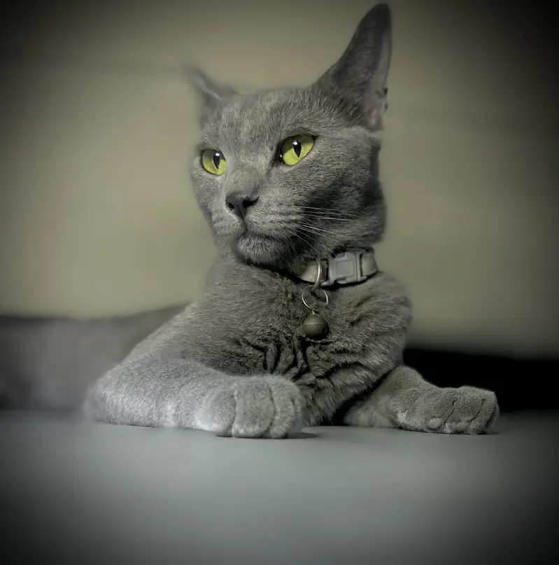 Russian blue cat friendly — photo 2