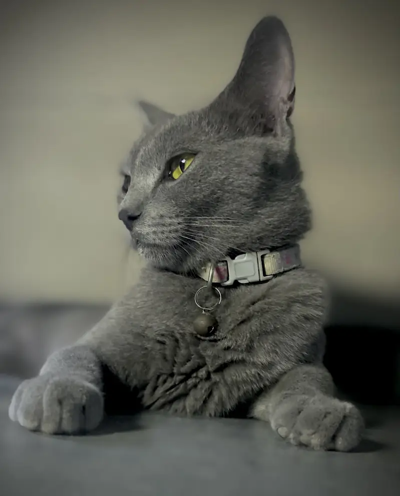 Russian blue cat friendly — photo 3