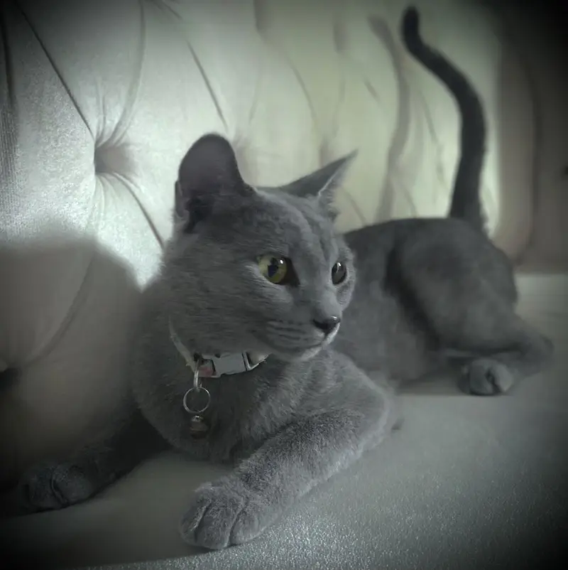Russian blue cat friendly — photo 4