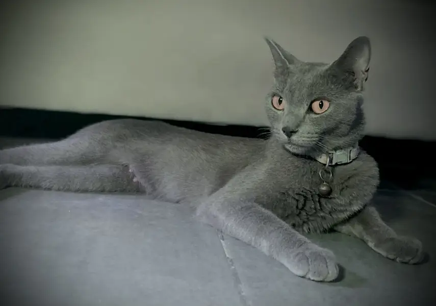 Russian blue cat friendly — photo 5