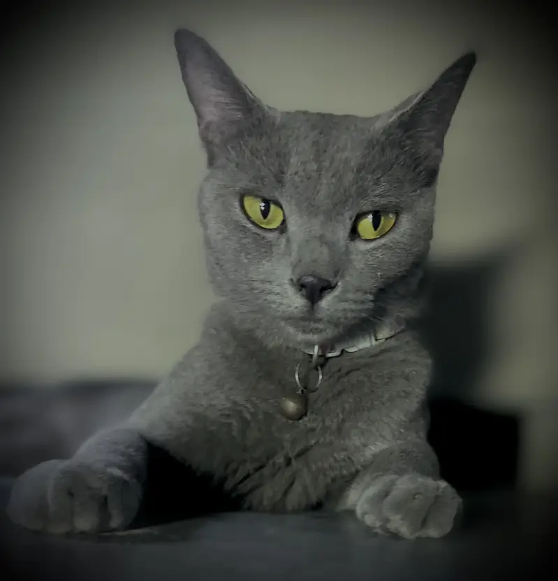 Russian blue cat friendly — photo 6