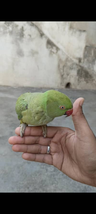 Talking female parrot
