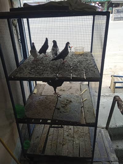 Aseel Jawa murgha for sale