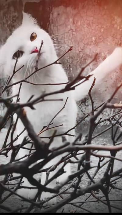 i am sale for this cat