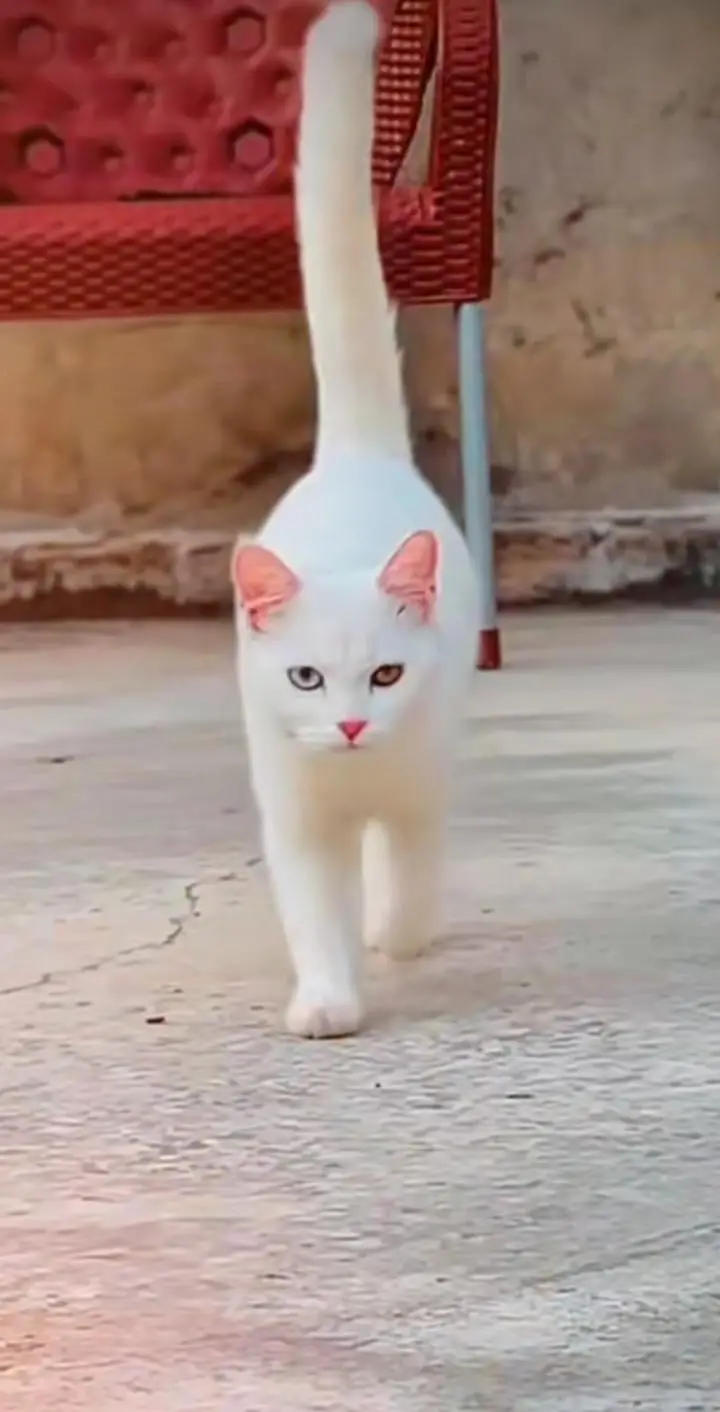 i am sale for this cat — photo 2