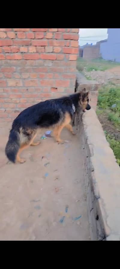 german shepherd dog for sale location sialkot