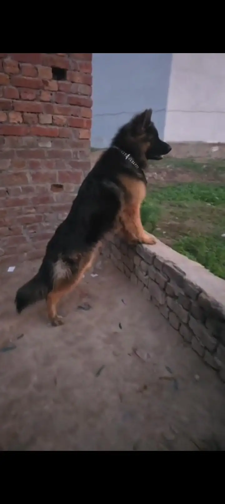 german shepherd dog for sale location sialkot — photo 2