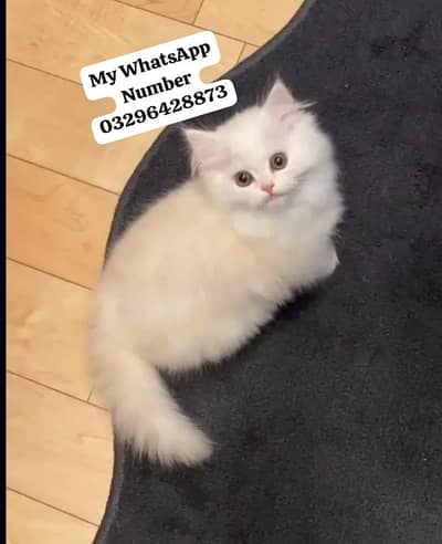 Persion Cat 2 month age for sale